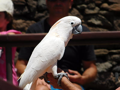 parrot, bird, animal, fauna, feathers, beak, nature