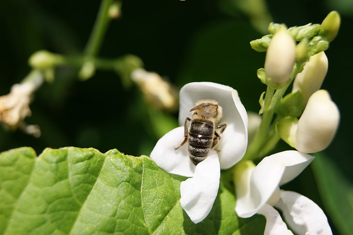 Bee, blomma bean, sommar, vit