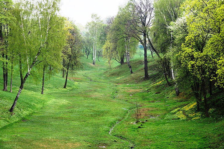ravine, green, spring, grass, trees, peaceful, tranquil