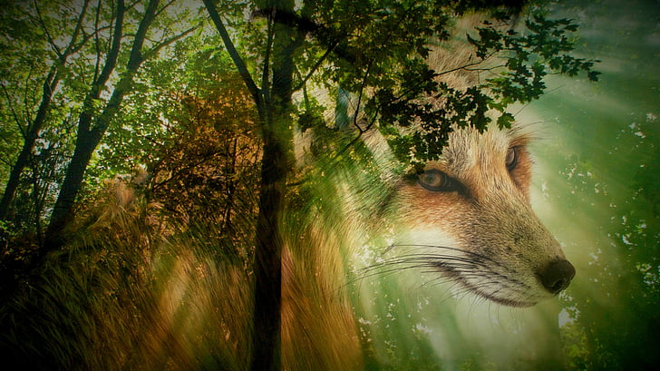 Fuchs, hewan, hutan, hewan liar, hewan potret, dunia hewan, alam