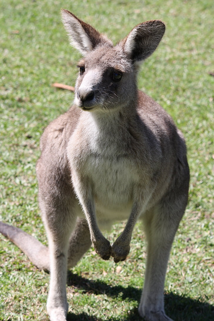 canguro, Australia, mar, marsupial, naturaleza, salvaje, Aussie