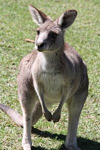 袋鼠, 澳大利亚, mar, 有袋类动物, 自然, 野生, 澳元
