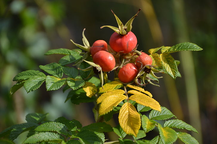 rose hip, bud, fruit, autumn, plant, red, nature
