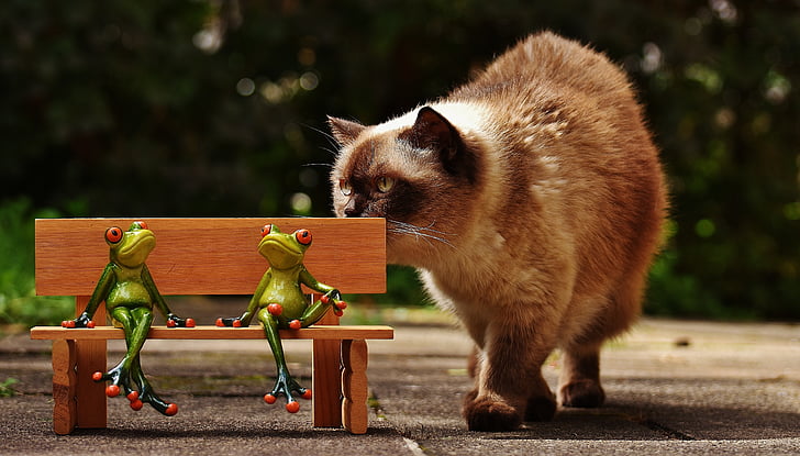 friends, sit, frogs, bank, cat, curious, bench