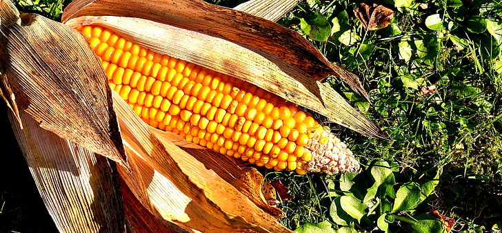 Corn par vālīšu, kukurūza, dārzeņi, pārtika, rudens, daba, garšīgi