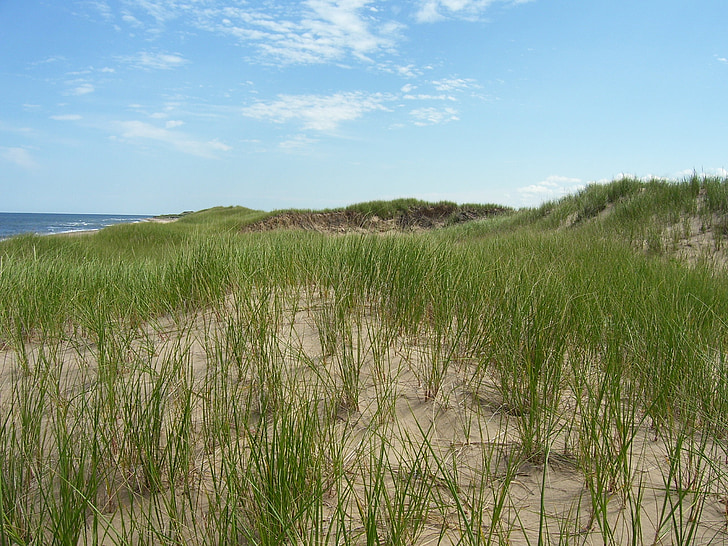 Dina, pijesak, plaža, morska obala, trava, prirodni