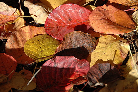 listi, padec, barve, jeseni, listov, narave, sezona