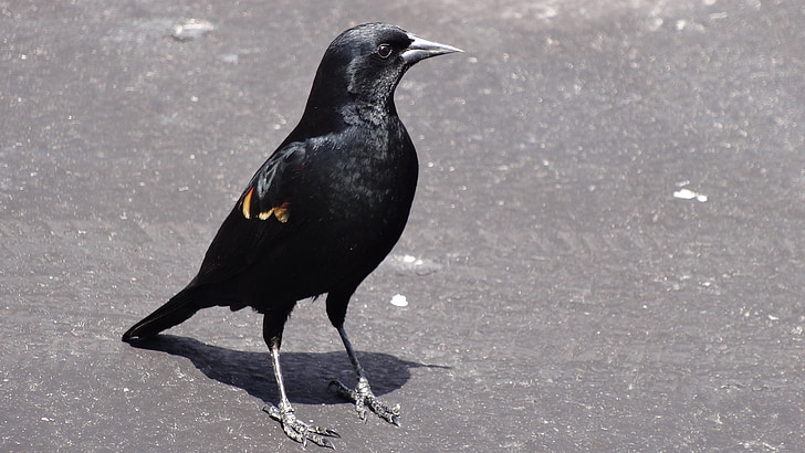 must lind, punane õla märgistused, võivad põhjustada, Urban, Wildlife, loodus, lind
