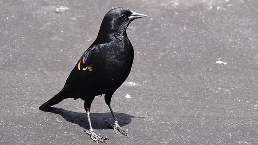 pájaro negro, marcas de hombro rojo, posando, urbana, flora y fauna, naturaleza, pájaro