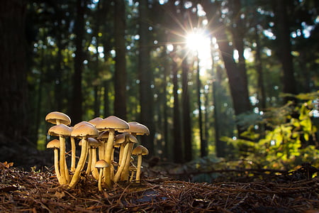 mushroom, mushrooms, forest, nature, fungus, autumn, natural
