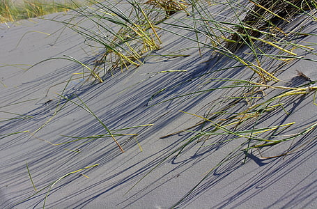 dunes, herbe, île, sable, plage, nature, été