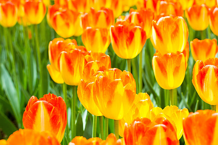 flowers, tulips, orange, red, growing, floral, blossoms