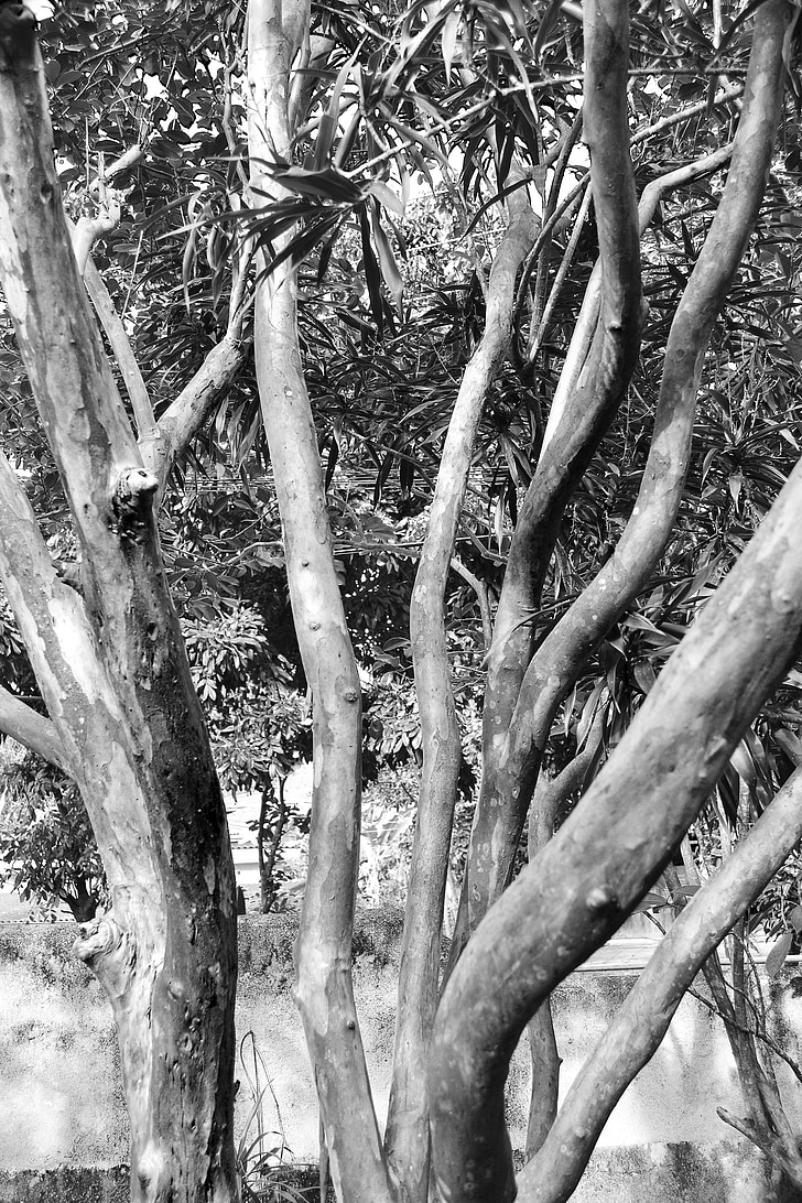 arbre, resum, esquena i blanc, natura, embruixada, solitari, trist
