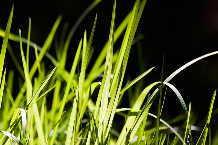 Grass, Grün, frisch, Natur, Gegenlicht, Frühling, Lenz