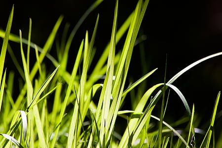 grass, green, frisch, nature, back light, spring, lenz