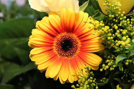 Гербера, помаранчевий, жовтий, квітка, цвітіння, цвітіння, schnittblume
