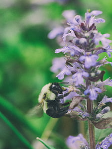 close, photo, black, wasp, top, purple, flower
