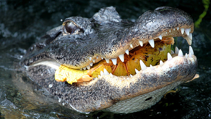 aligators, vadītājs, savvaļas dzīvnieki, pārtika, mute, zobi, žokļi