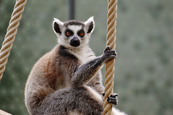 APE, Lemur, mundo animal, Parque zoológico, lindo, dulce, animal
