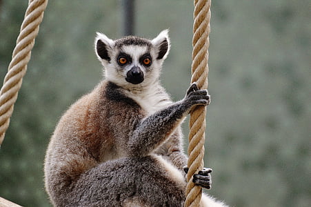 APE, Lemur, Svět zvířat, Zoo, Fajn, Milé, zvíře