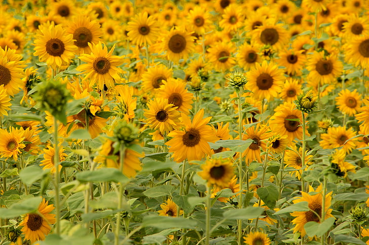 слънце цвете, слънчоглед поле, поле, областта на цветя, жълто, цвете, жълто цвете