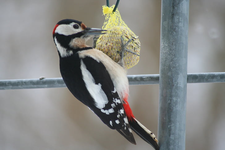 great spotted woodpecker, animals, bird, woodpecker, feeding, wildlife, nature