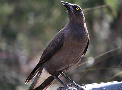 currawong, Grey currawong, Australian bird, suur lind, Lihasööjataimed bird, strepera versicolor, s