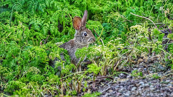 hare, rabbit, bunny, animal, wildlife, nature, natural
