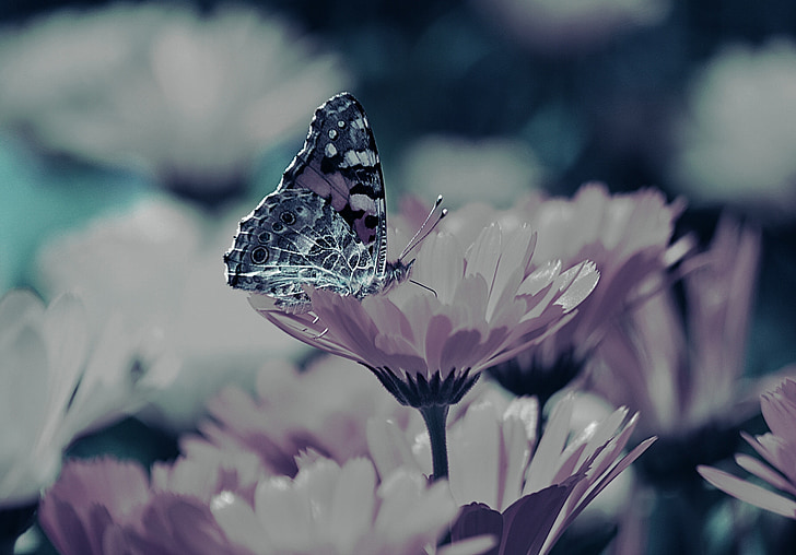 flowers, butterfly, background, nature, insect, butterfly - Insect, animal