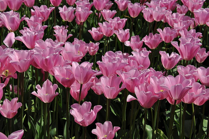 Tulpen, Tulip farm, bloemen, lente, levendige, natuur, landschap