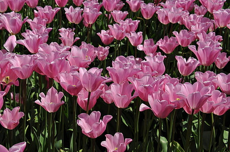 tulips, tulip farm, flowers, spring, vivid, nature, landscape