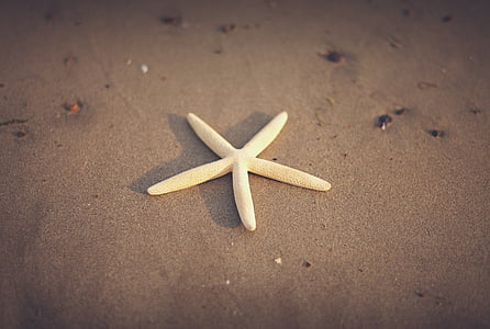 sluiten, foto, beige, Starfish, strand, zand, zomer