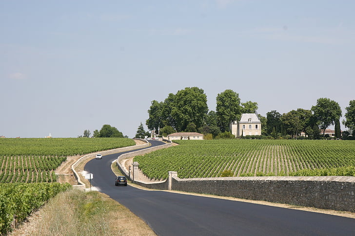 Franciaország, Bordeaux, Pincészet, szőlő, vidéken, ültetvény, szőlő