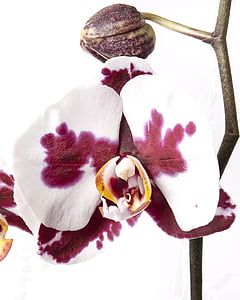 Phalaenopsis, ορχιδέα, ορχιδέα phalaenopsis, τροπικά, λουλούδι, ριγέ, kalaidoskop