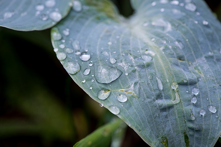 leaf, green leaf, plant, garden, drop of water, raindrop, close