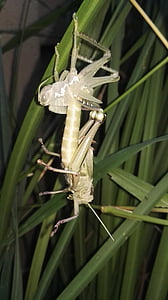 locust, shedding, insect, exoskeleton, shed, molt, bug