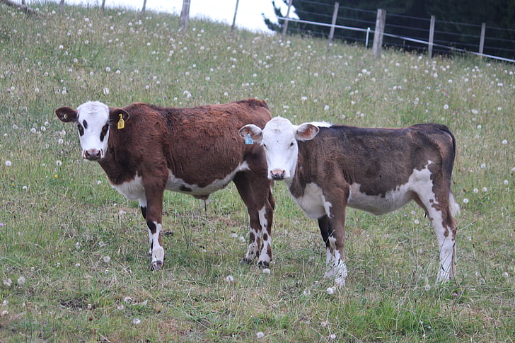 krávy, farma, venkova
