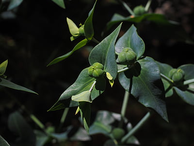 Euphorbia lathyris, tyräkkien, Euphorbia, Tyräkkikasvit, Euphorbiaceae, siemenet, siemenkodat
