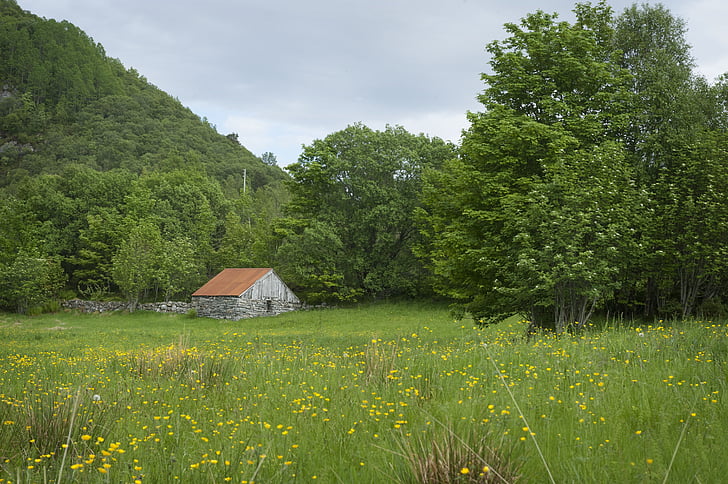 meadow, seals, utløe, trees