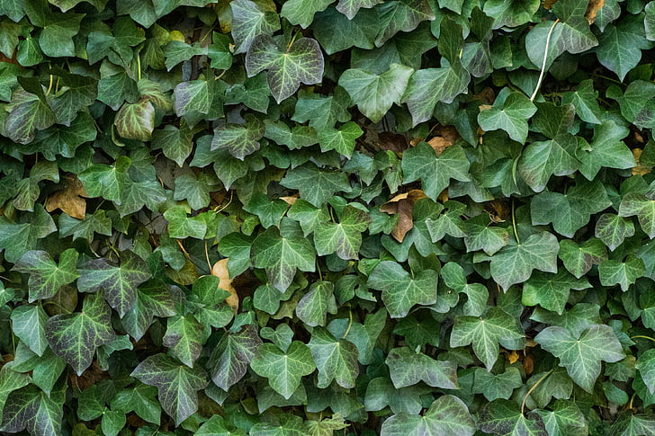 texture, ivy, leaves, background, climber, nature, green