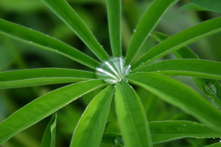 drop, grass, rain, green