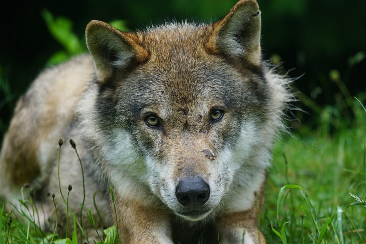 wolf, predator, eurasian wolf, pack animal, portrait, carnivore, wildlife