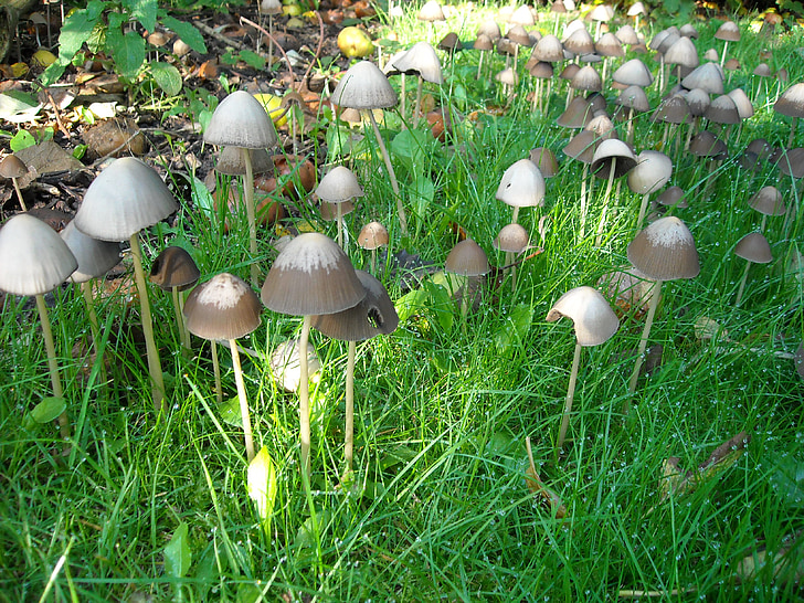 mushrooms, fungi, nature, green, grass, autumn, forest