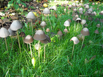 gljive, gljive, priroda, zelena, trava, jesen, šuma
