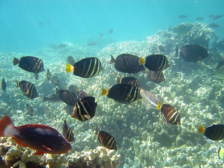 Tang surgeonfish, peşte, surgeonfish, recif, ocean, mare, subacvatice
