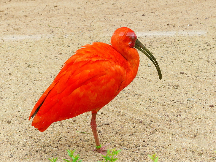 scarlet ibis, bird, red, bright red, orange, colorful, color