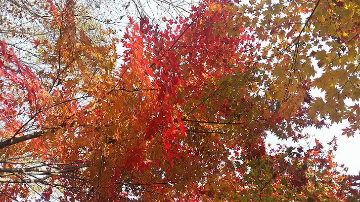 hojas de otoño, madera, otoño