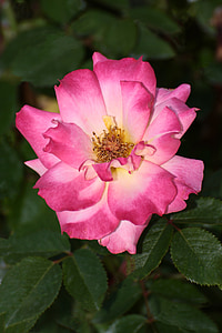 Rosa, flor, obtenir així, targetes, Jardineria