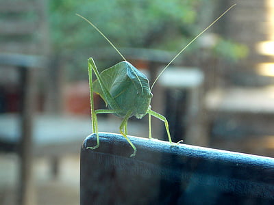 kriket, cikád, kobylka, hmyz, Příroda, zelená, volně žijící zvířata