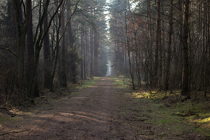 way, leśna, tree, the path, spacer, forest, pine